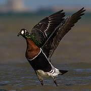 Red-breasted Goose