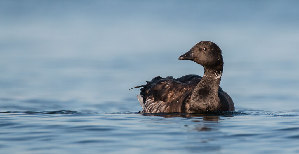 Brant Goose