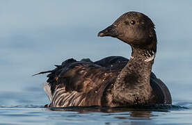 Brant Goose