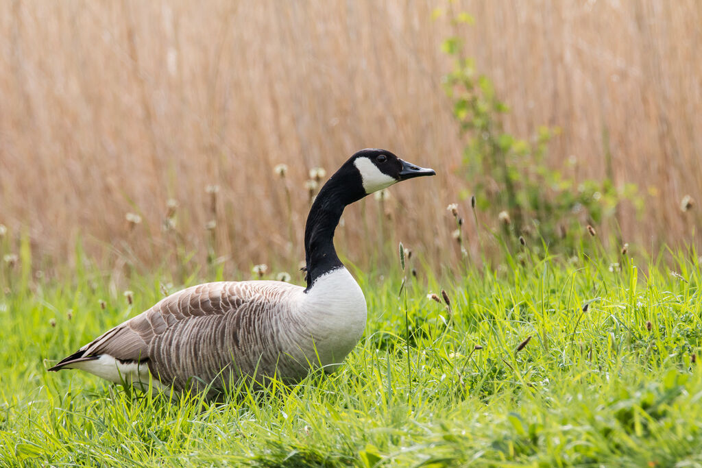 Canada Goose