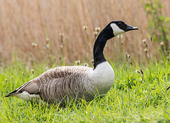 Canada Goose