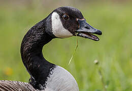 Canada Goose