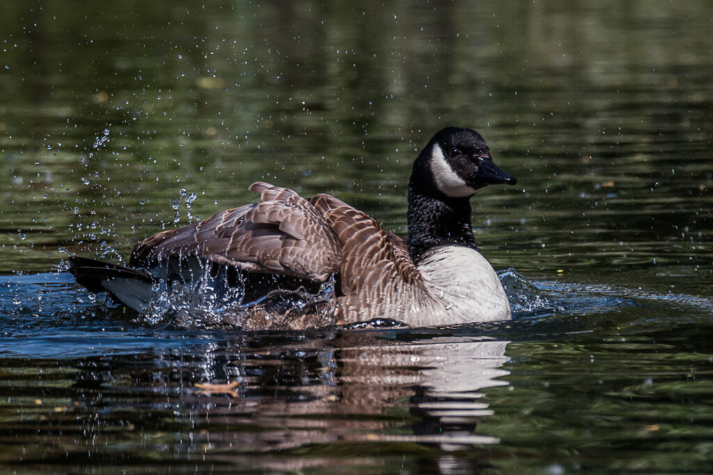 Canada Goose