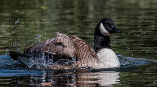 Canada Goose