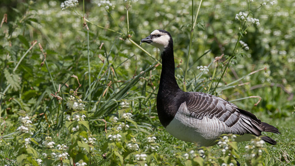 Barnacle Goose