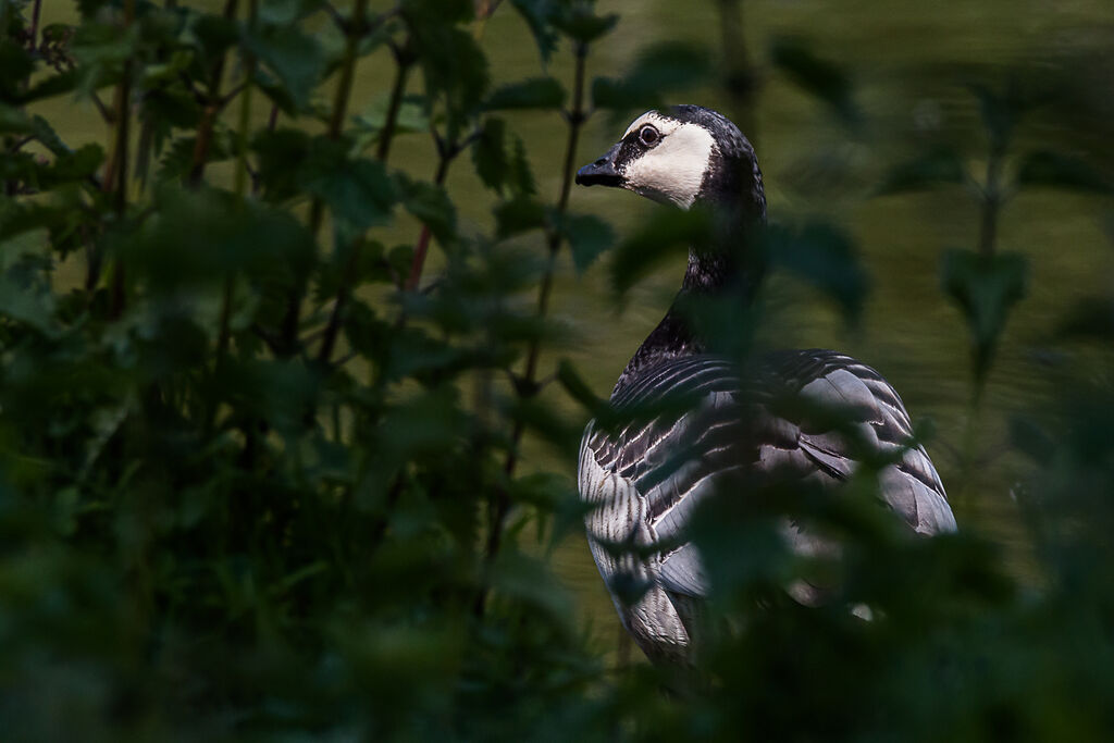 Barnacle Goose