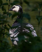 Barnacle Goose