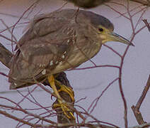 Black-crowned Night Heron