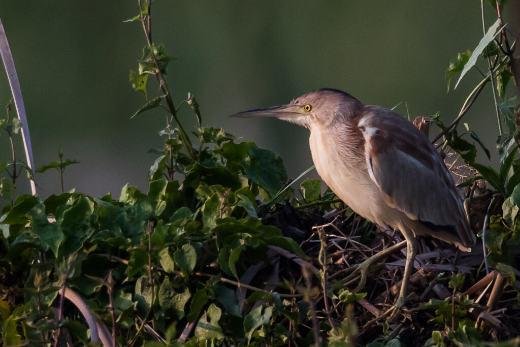 Yellow Bittern