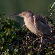 Yellow Bittern