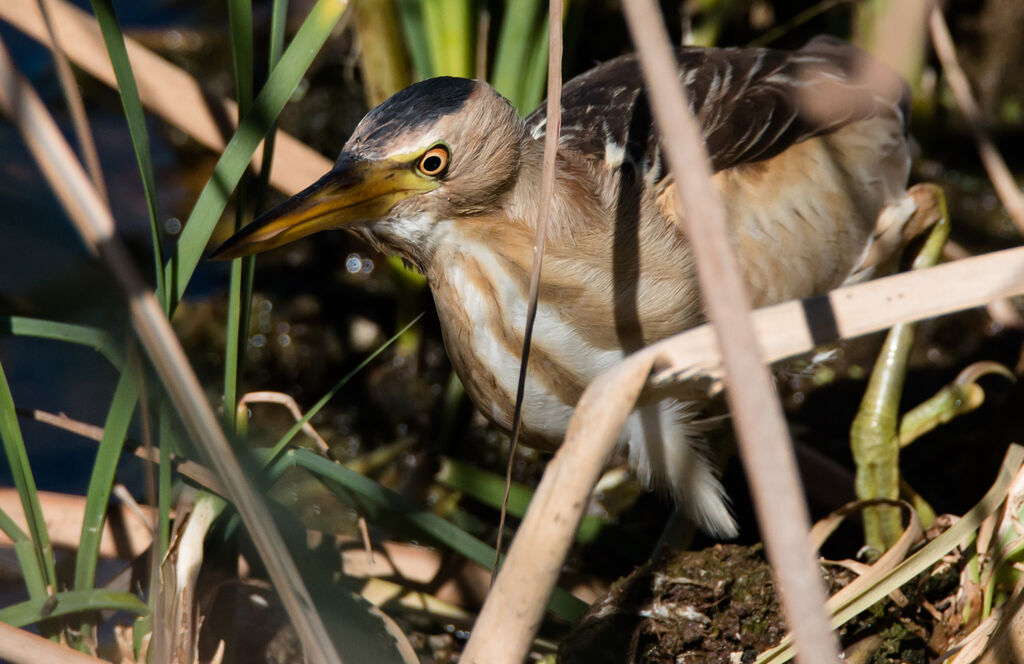 Little Bittern female