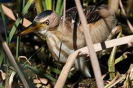 Little Bittern