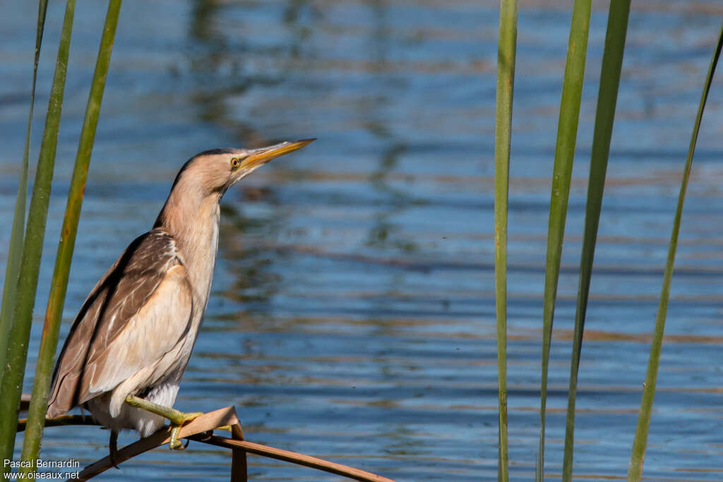 Little Bittern female adult, identification