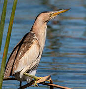 Little Bittern