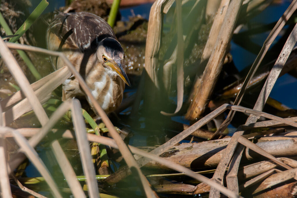 Little Bittern