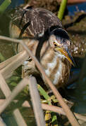 Little Bittern