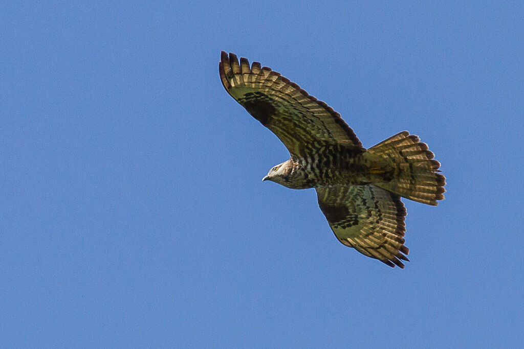 European Honey Buzzard