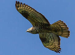 European Honey Buzzard