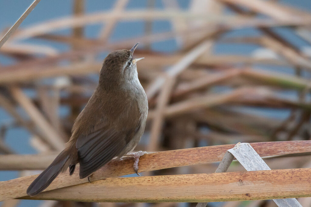 Cetti's Warbler, close-up portrait, habitat