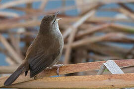 Cetti's Warbler