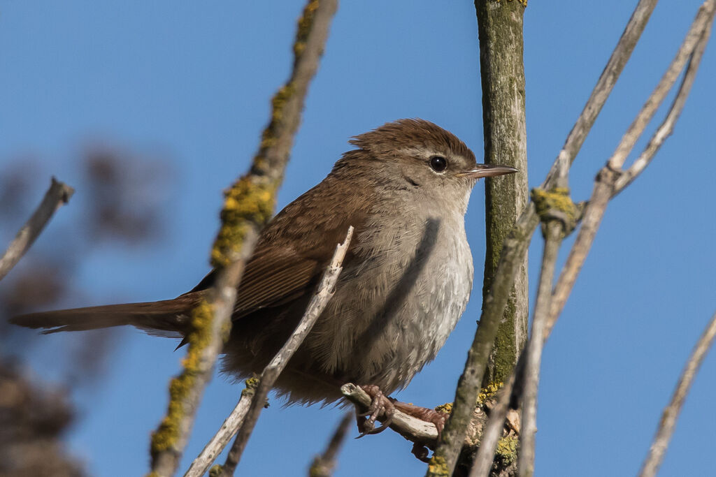 Cetti's Warbler, close-up portrait