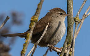 Cetti's Warbler