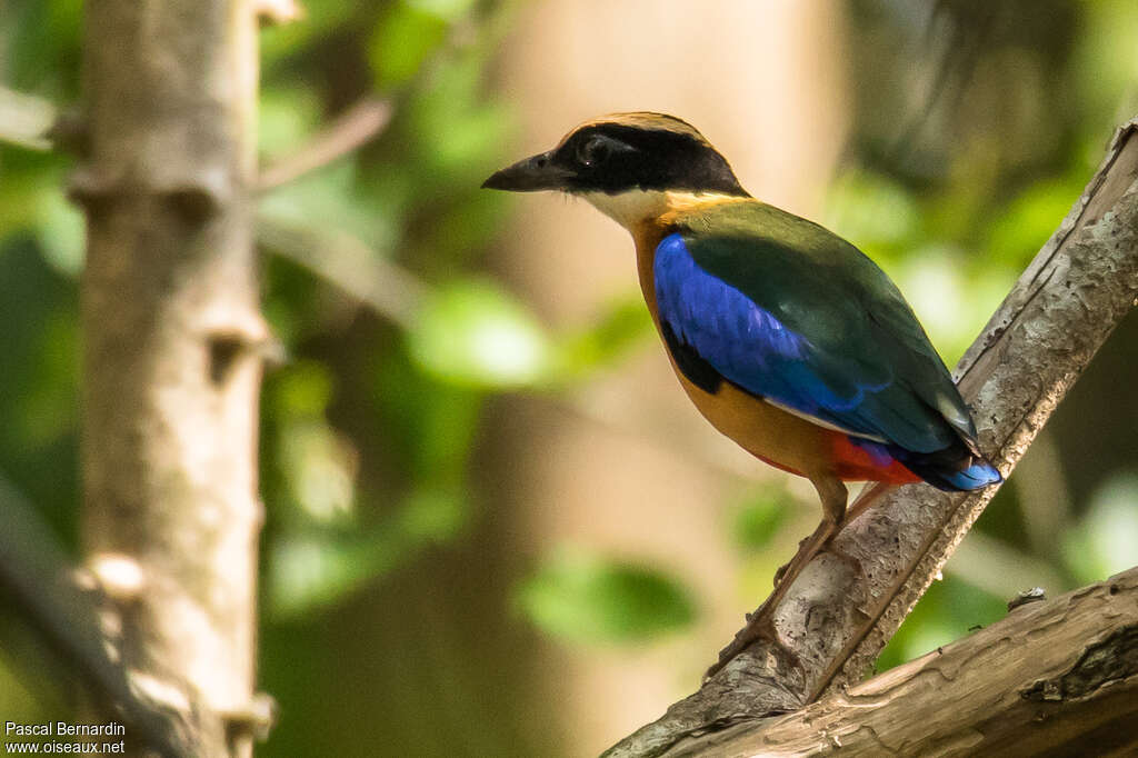 Blue-winged Pittaadult, identification