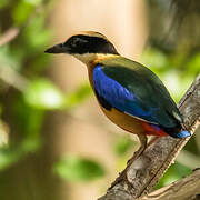 Blue-winged Pitta