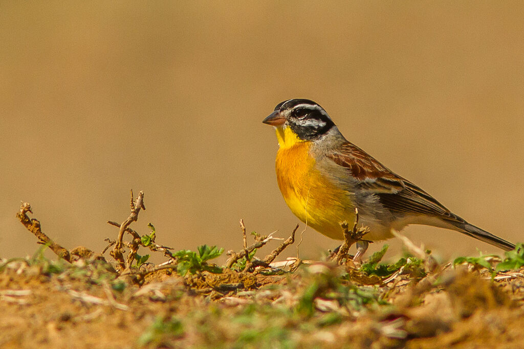 Golden-breasted Bunting