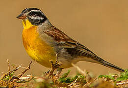 Golden-breasted Bunting