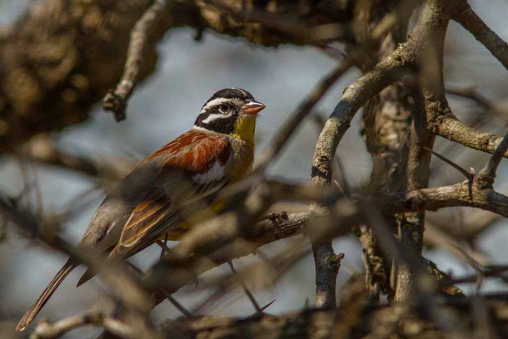 Bruant à poitrine dorée