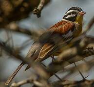 Golden-breasted Bunting