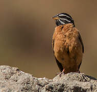 Cinnamon-breasted Bunting