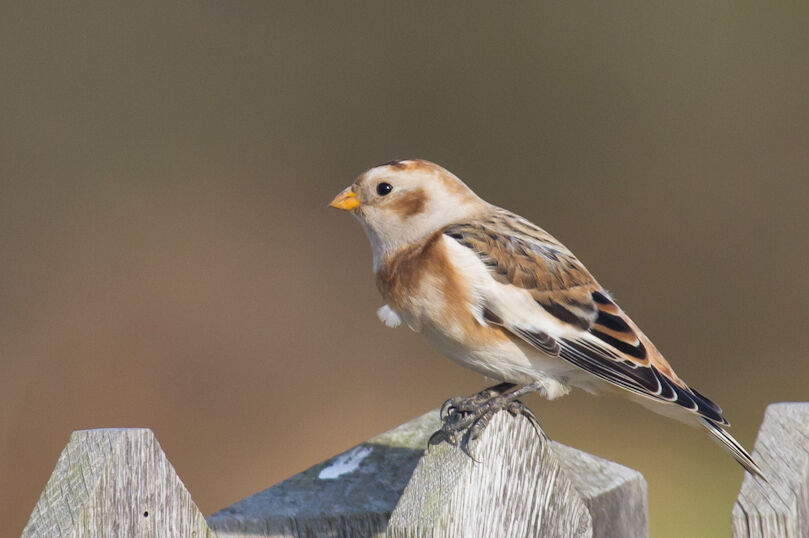 Snow Bunting