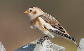 Snow Bunting