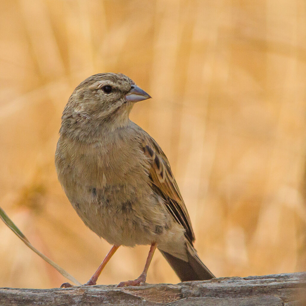 Lark-like Bunting