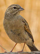 Lark-like Bunting