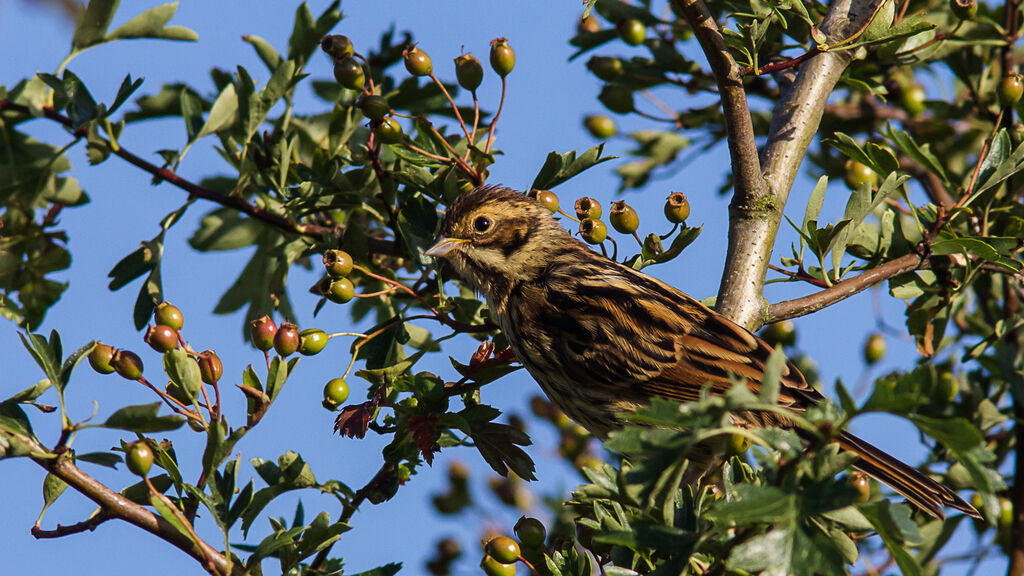 Common Reed Bunting