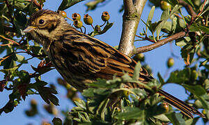 Common Reed Bunting