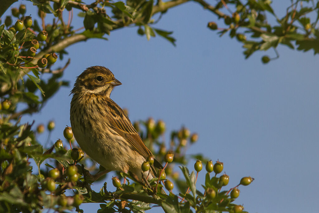 Common Reed Bunting