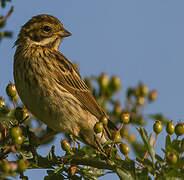 Common Reed Bunting