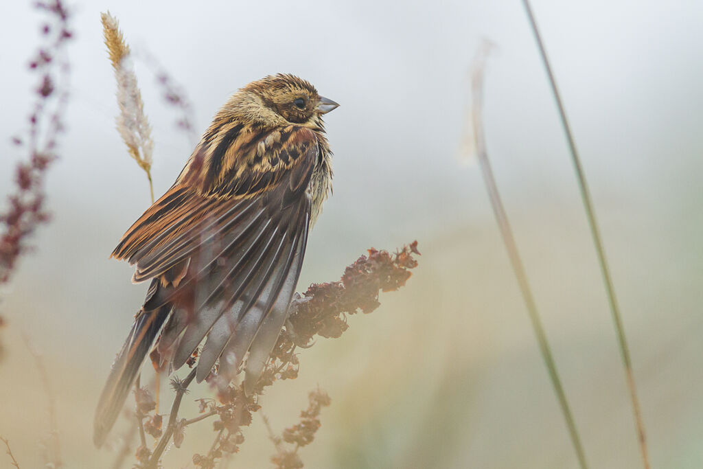 Common Reed Bunting