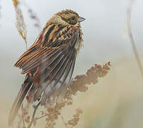 Common Reed Bunting