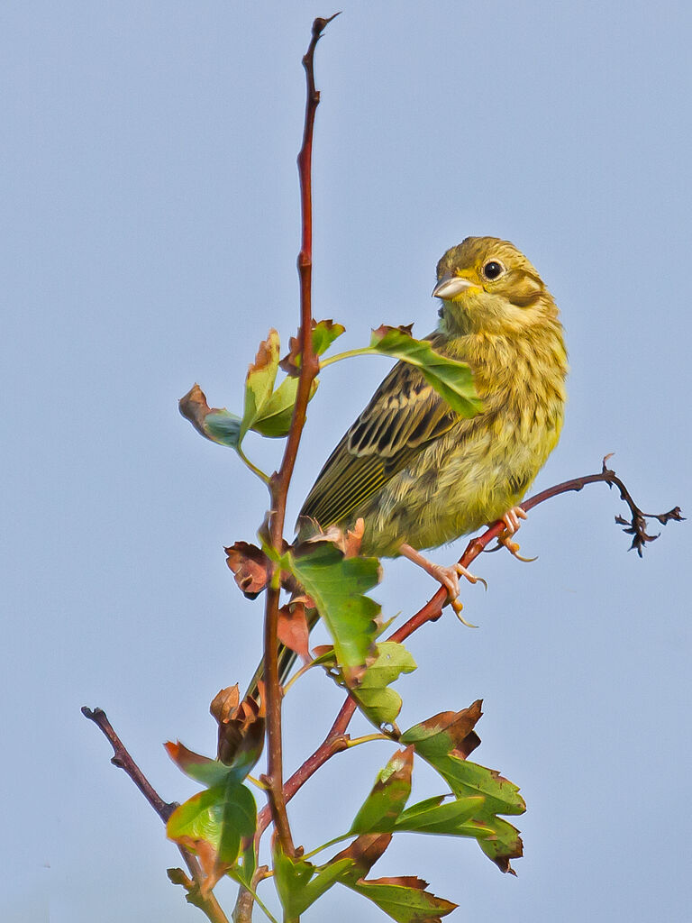 Bruant jaune