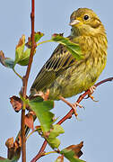 Yellowhammer