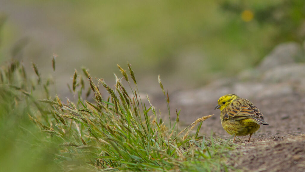 Bruant jaune