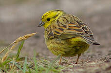 Bruant jaune