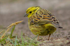 Bruant jaune