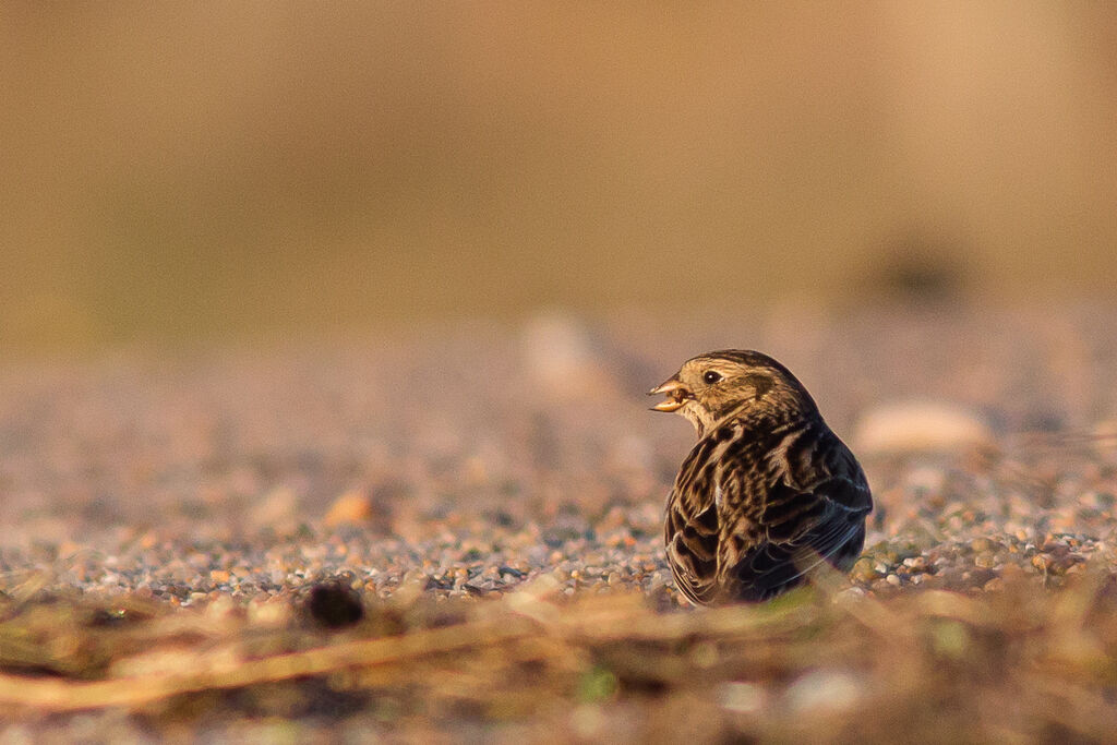 Lapland Longspur