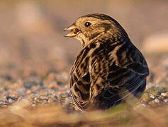 Lapland Longspur